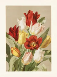 Tulpen door Ellen Thayer Fisher