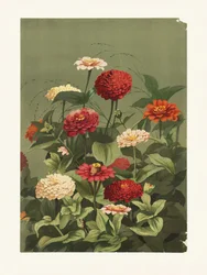 Zinnia’s door Ellen Thayer Fisher