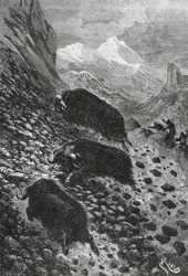 Muskusossen, houtsnede door Edouard Riou (1833-1900)