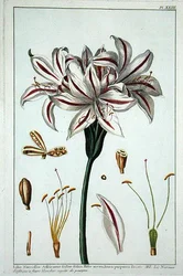 Lilio Narciffus Affricanus uit 