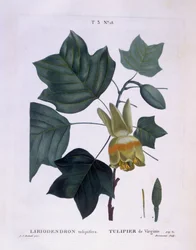 Amerikaanse tulpenboom (Liriodendron tulipifera), Henry Louis Duhamel du Monceau, botanische plaat door Pierre Joseph Redouté