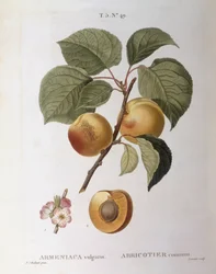 Abrikoos (Armeniaca vulgaris of Prunus armeniaca), botanische plaat door Pierre Joseph Redouté