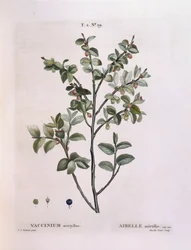 Bosbes (Vaccinium myrtillus), botanische plaat door Pierre Joseph Redouté