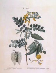 Blaasjesstruik (Colutea arborescence), botanische plaat door Pierre Joseph Redouté
