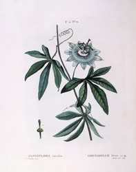 Blauwe passiebloem (Passiflora caerulea), botanische plaat door Pierre Joseph Redouté