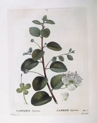 Kappertjesplant (Capparis spinosa), botanische plaat door Pierre Joseph Redouté
