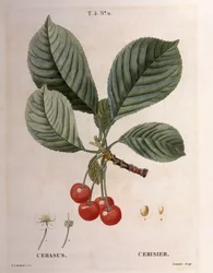 Kers (Cerasus), Henry Louis Duhamel du Monceau, botanische plaat door Pierre Joseph Redouté