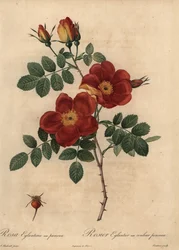 Koperroos, Rosa eglanteria