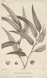 Eucalyptus Globulus uit 