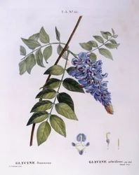 Wisteria (Glycine frutescens), Henry Louis Duhamel du Monceau, botanische plaat door Pierre Joseph Redouté