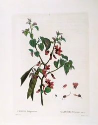Judasboom (Cercis siliquastrum), botanische plaat door Pierre Joseph Redouté