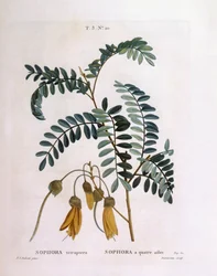 Kowhai (Sophora tetraptera of Edwardsia grandiflora), botanische plaat door Pierre Joseph Redouté