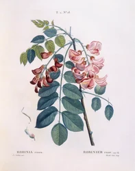 Robinia (Robinia rosea), Henry Louis Duhamel du Monceau, botanische plaat door Pierre Joseph Redouté