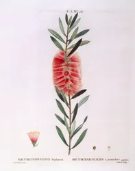 Metrosideros Lophanta, botanische plaat door Pierre Joseph Redouté