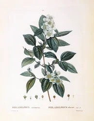Schijnoranjebloesem (Philadelphus coronarius), botanische plaat door Pierre Joseph Redouté