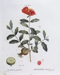 Granaatappel (Punica granatum), botanische plaat door Pierre Joseph Redouté