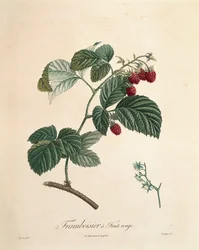 Framboos door Pierre Joseph Redouté (1759-1840)