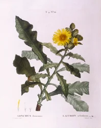 Melkdistels (Sonchus fruticosus), botanische plaat door Pierre Joseph Redouté