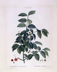 Kardinaalsmuts (Euonymus verrucosus), botanische plaat door Pierre Joseph Redouté
