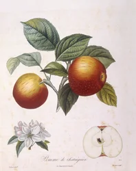 Appel 