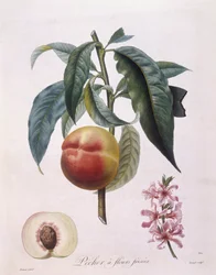 Perzik (Prunus persica batsch), botanische plaat door Pierre Antoine Poiteau