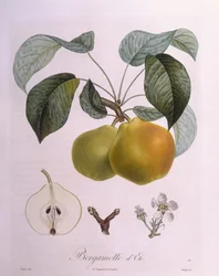 Peer "Bergamot", botanische plaat door Pierre Antoine Poiteau