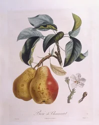 Peer "Bezi de Chaumontel", botanische plaat door Pierre Antoine Poiteau