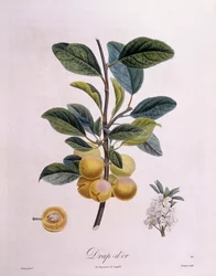 Pruim 