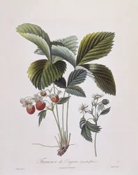Virginia Aardbei (Fragaria virginiana), Henry Louis Duhamel du Monceau, botanische plaat door Pierre Antoine Poiteau