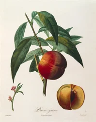 Gele perzik (Pavie Jaune) door Antoine Poiteau