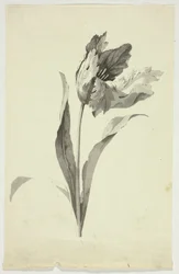 Tulp