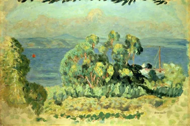 Eucalyptusbomen