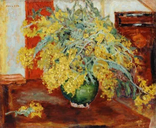 Mimosa