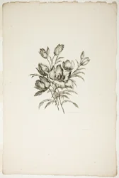Boeket met Tulpen, uit Collectie van Verschillende Bloemboeketten, Uitgevonden en Getekend door Jean Pillement en Gegraveerd door P. C. Canot