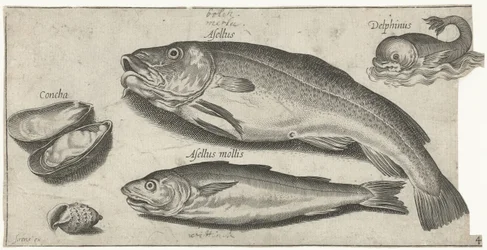 Kabeljauw, wijting, een dolfijn en schelpen