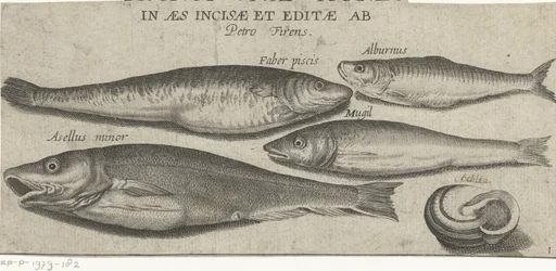 Sprot, karper, harder, kleine kabeljauw en een schelp