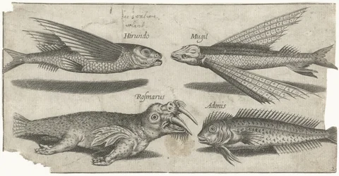 Vliegende knorhaan, lompje, slijmvis en een walrus