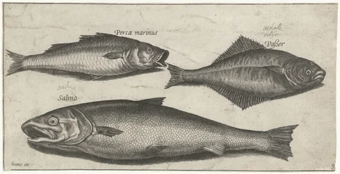 Zeebaars, tong en een zalm