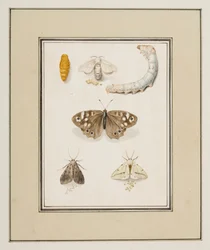 Vlinders, motten en rupsen, c.1755-65