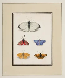 Vlinders, ca.1755-65