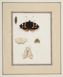 Vlinders, c.1755-65