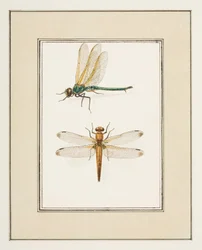Libellen, ca.1755-65