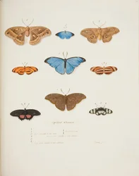 Buitenlandse Vlinders, ca. 1755-65