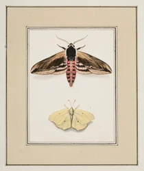 Ligusterpijlstaart en citroenvlinder, ca.1755-65