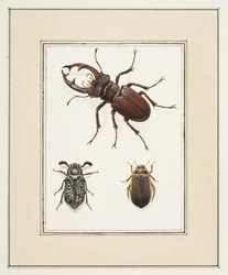Hert, Kevers en Geelgerande Kevers, ca. 1755-65
