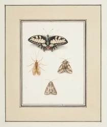 Koninginnenpage, eendagsvlieg en twee motten, ca. 1755-65