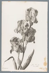 Dalmatische iris