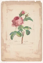 Honderdbladige roos