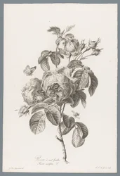 Honderdbladige roos