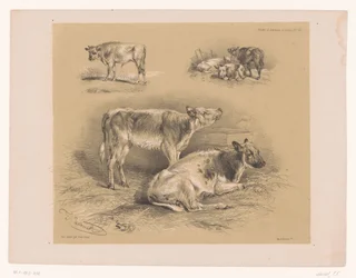 Drie studies van runderen